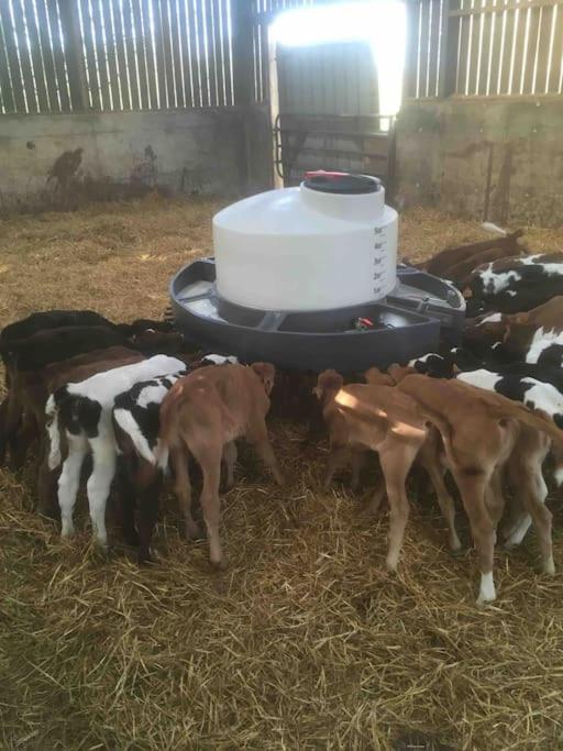 Gite A La Ferme, Au Coeur Du Mene Laurenan Kültér fotó